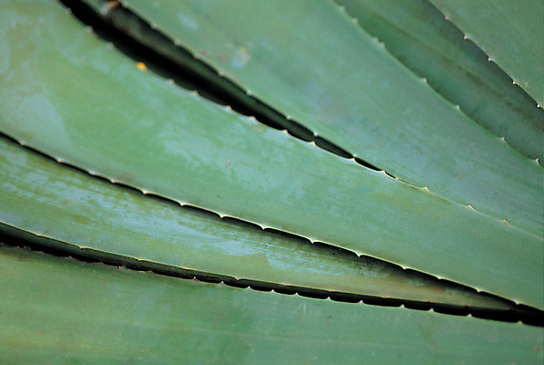 포토 JPG 식물 음식 컬러 백그라운드 잎 식재료 선인장 사람없음 초록색 농작물 약재 가시 약초 식용식물 알로에 국내포토 농업 약 풀_식물 파일형식