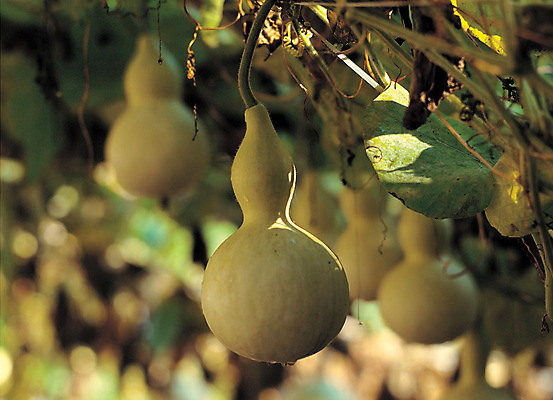 포토 JPG 주간 식물 열매 음식 줄기 컬러 다수 과일 식재료 매달리기 사람없음 야외 아웃포커스 초록색 농작물 여러개 덩굴 호리병 조롱박 국내포토 자연요소 농업 모션 병_용기 촬영기법 파일형식