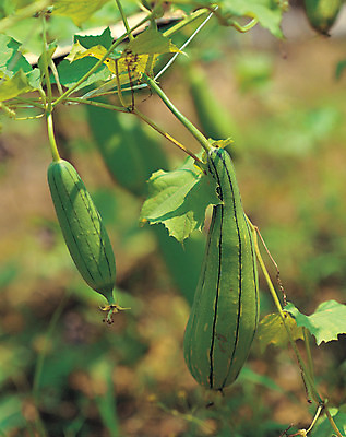 포토 JPG 주간 식물 열매 음식 줄기 컬러 잎 식재료 재료 매달리기 사람없음 야외 아웃포커스 초록색 농작물 줄무늬 한의학 한약재 덩굴 수세미 국내포토 자연요소 무늬 농업 의학 모션 촬영기법 약재 파일형식