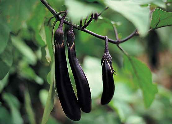 포토 JPG 주간 식물 열매 음식 줄기 컬러 잎 채소 식재료 가지 매달리기 사람없음 야외 아웃포커스 초록색 농작물 보라색 국내포토 자연요소 농업 모션 촬영기법 파일형식