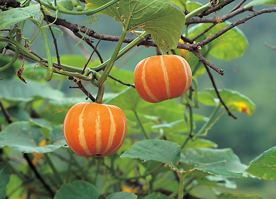 포토 JPG 주간 식물 열매 음식 줄기 컬러 채소 식재료 호박 매달리기 사람없음 야외 초록색 농작물 주황색 줄무늬 두개 덩굴 국내포토 자연요소 2 무늬 농업 모션 파일형식
