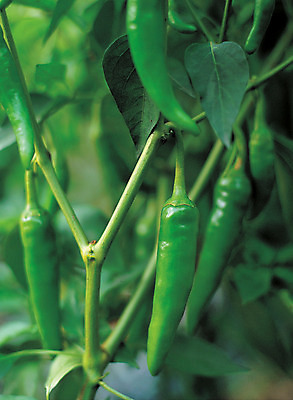 포토 JPG 주간 식물 열매 음식 줄기 컬러 다수 잎 채소 식재료 고추 사람없음 야외 아웃포커스 초록색 농작물 여러개 양념 향신료 풋고추 국내포토 자연요소 농업 촬영기법 향미료 파일형식