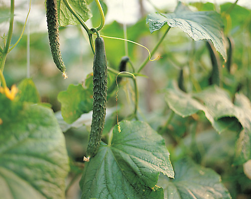 포토 JPG 주간 식물 열매 음식 줄기 컬러 잎 채소 식재료 오이 매달리기 사람없음 야외 아웃포커스 초록색 농작물 여러개 국내포토 자연요소 다수 농업 모션 촬영기법 파일형식
