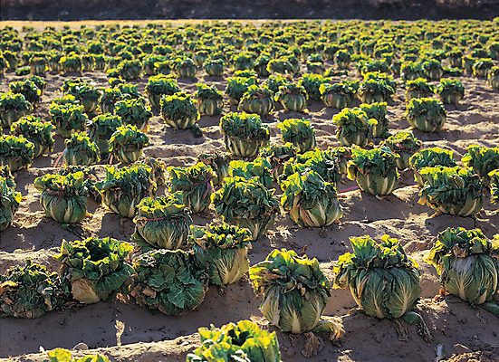 포토 JPG 주간 식물 음식 컬러 다수 밭 채소 식재료 풍경 사람없음 야외 아웃포커스 초록색 농작물 여러개 시골 묶기 배추 배추밭 도랑 골 국내포토 자연요소 농업 모션 촬영기법 파일형식