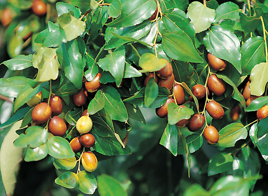 포토 JPG 주간 식물 열매 음식 줄기 컬러 다수 과일 식재료 매달리기 사람없음 야외 아웃포커스 초록색 농작물 여러개 대추 대추나무 국내포토 자연요소 나무 농업 모션 촬영기법 파일형식