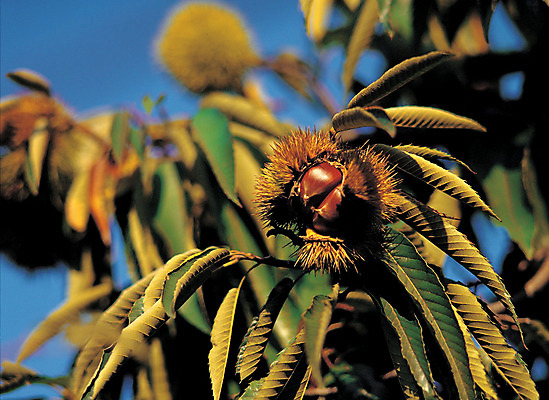 포토 JPG 주간 계절 열매 음식 줄기 컬러 다수 잎 식재료 자연 사람없음 야외 아웃포커스 초록색 농작물 갈색 여러개 견과류 껍질 가을 가시 밤 밤송이 절기 정월대보름 부럼 밤나무 벌어짐 국내포토 자연요소 나무 식물 명절 농업 모션 촬영기법 밤_견과류 생태계 파일형식