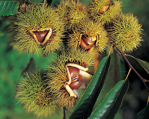 포토 JPG 주간 계절 열매 음식 줄기 컬러 다수 잎 식재료 자연 근접촬영 사람없음 야외 아웃포커스 초록색 농작물 갈색 여러개 견과류 껍질 가을 가시 밤 밤송이 절기 정월대보름 부럼 밤나무 벌어짐 국내포토 자연요소 나무 식물 명절 뷰포인트 농업 모션 촬영기법 밤_견과류 생태계 파일형식