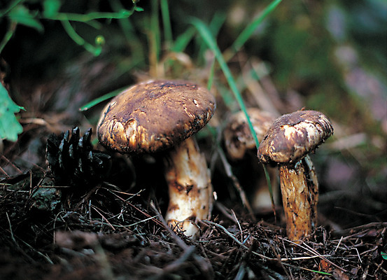 포토 JPG 주간 식물 음식 컬러 식재료 근접촬영 사람없음 야외 아웃포커스 농작물 갈색 버섯 세개 풀 식용버섯 송이버섯 국내포토 자연요소 뷰포인트 농업 촬영기법 3 파일형식