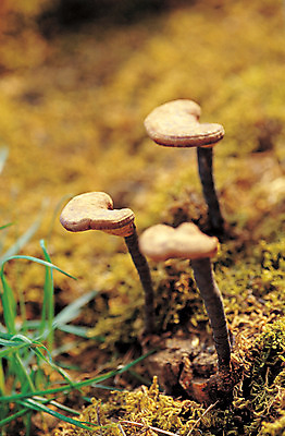 포토 JPG 주간 식물 음식 컬러 식재료 이끼 사람없음 야외 아웃포커스 농작물 갈색 버섯 한의학 약재 한약재 세개 풀 식용버섯 불로초 영지버섯 국내포토 자연요소 농업 의학 촬영기법 3 약 파일형식