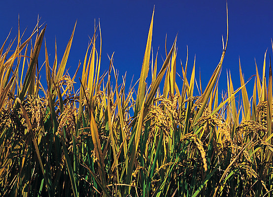 포토 JPG 주간 식물 계절 열매 음식 줄기 컬러 식재료 곡류 논 사람없음 야외 아웃포커스 파란색 농작물 노란색 벼 가을 낟알 이삭 잡곡 국내포토 자연요소 농업 촬영기법 파일형식