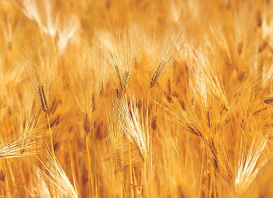 포토 JPG 주간 식물 음식 컬러 밭 식재료 자연 곡류 풍경 사람없음 야외 아웃포커스 농작물 갈색 풀 보리 잡곡 보리밭 국내포토 자연요소 농업 촬영기법 생태계 파일형식