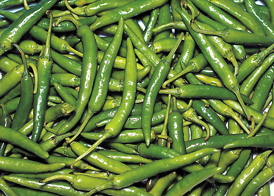 포토 JPG 식물 열매 음식 컬러 다수 채소 식재료 고추 사람없음 초록색 농작물 여러개 양념 향신료 풋고추 국내포토 농업 향미료 파일형식