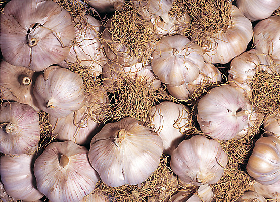 포토 JPG 식물 음식 컬러 다수 채소 식재료 마늘 근접촬영 사람없음 농작물 여러개 껍질 양념 향신료 뿌리 국내포토 뷰포인트 농업 향미료 파일형식