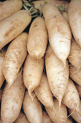 포토 JPG 식물 음식 컬러 다수 채소 식재료 뿌리채소 사람없음 야외 농작물 여러개 무 국내포토 농업 파일형식