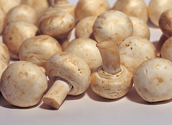 포토 JPG 스튜디오촬영 식물 음식 컬러 다수 식재료 실내 근접촬영 사람없음 아웃포커스 농작물 여러개 버섯 식용버섯 양송이 국내포토 뷰포인트 농업 촬영기법 내부 파일형식