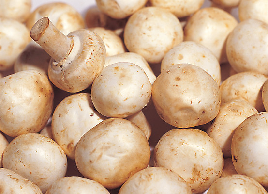 포토 JPG 스튜디오촬영 식물 음식 컬러 다수 식재료 실내 근접촬영 사람없음 아웃포커스 농작물 여러개 버섯 식용버섯 양송이 국내포토 뷰포인트 농업 촬영기법 내부 파일형식