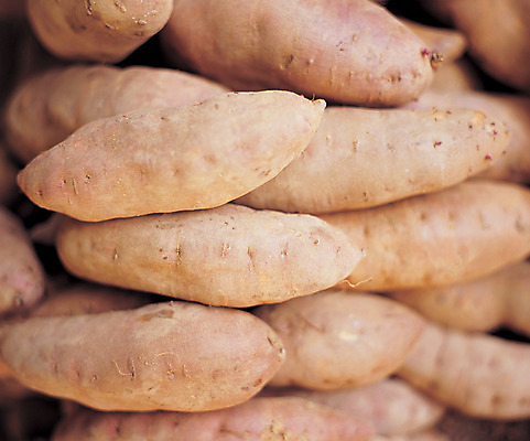 포토 JPG 식물 열매 음식 컬러 다수 채소 식재료 뿌리채소 근접촬영 사람없음 농작물 갈색 여러개 자주색 고구마 국내포토 뷰포인트 농업 파일형식