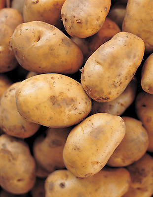 포토 JPG 식물 열매 음식 컬러 다수 채소 식재료 감자 뿌리채소 근접촬영 사람없음 농작물 갈색 여러개 국내포토 뷰포인트 농업 파일형식