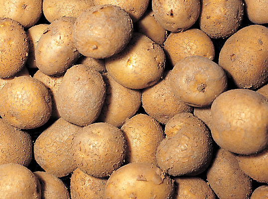 포토 JPG 식물 열매 음식 컬러 다수 채소 식재료 감자 뿌리채소 근접촬영 사람없음 농작물 갈색 여러개 국내포토 뷰포인트 농업 파일형식