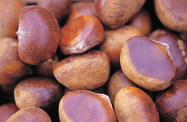 포토 JPG 스튜디오촬영 열매 음식 컬러 다수 백그라운드 식재료 실내 근접촬영 사람없음 농작물 갈색 여러개 견과류 밤 절기 정월대보름 부럼 국내포토 식물 계절 명절 뷰포인트 농업 내부 파일형식