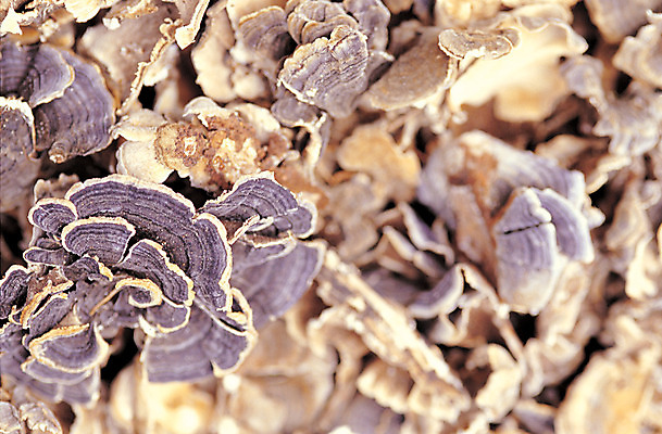 포토 JPG 음식 컬러 다수 식재료 재료 건조 근접촬영 사람없음 아웃포커스 농작물 갈색 여러개 버섯 한약재 식용버섯 운지버섯 국내포토 뷰포인트 농업 촬영기법 약재 파일형식