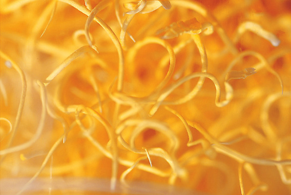 포토 JPG 식물 음식 컬러 다수 식재료 재료 근접촬영 사람없음 아웃포커스 농작물 노란색 여러개 버섯 한의학 한약재 동충하초 국내포토 뷰포인트 농업 의학 촬영기법 약재 파일형식