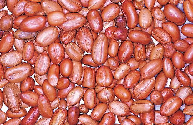 포토 JPG 스튜디오촬영 열매 음식 컬러 다수 백그라운드 식재료 실내 사람없음 농작물 갈색 여러개 견과류 절기 땅콩 정월대보름 부럼 국내포토 식물 계절 명절 농업 내부 파일형식