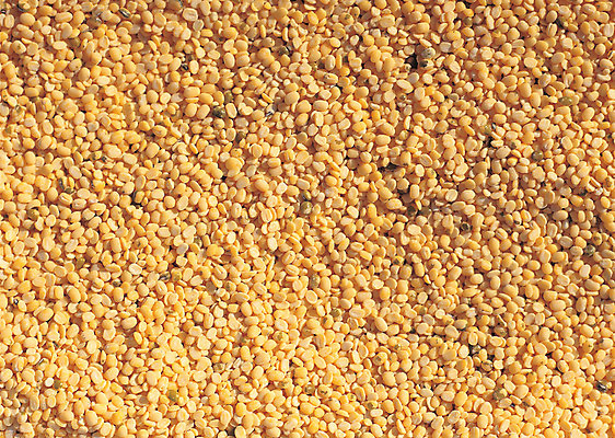 포토 JPG 음식 컬러 다수 백그라운드 식재료 재료 콩 곡류 씨앗 사람없음 농작물 노란색 여러개 낟알 알맹이 잡곡 녹두 국내포토 식물 농업 파일형식