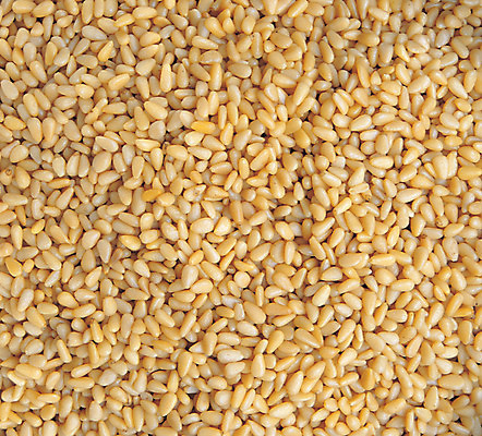 포토 JPG 열매 음식 컬러 다수 백그라운드 식재료 재료 씨앗 사람없음 농작물 노란색 여러개 견과류 낟알 절기 알맹이 정월대보름 잣 부럼 국내포토 식물 계절 명절 농업 파일형식