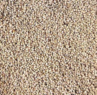 포토 JPG 음식 다수 백그라운드 식재료 재료 곡류 씨앗 사람없음 농작물 여러개 낟알 알맹이 잡곡 율무 국내포토 식물 농업 파일형식