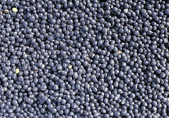 포토 JPG 음식 컬러 다수 백그라운드 식재료 재료 콩 곡류 씨앗 사람없음 농작물 검은색 여러개 낟알 알맹이 잡곡 검은콩 검정콩 국내포토 식물 농업 파일형식