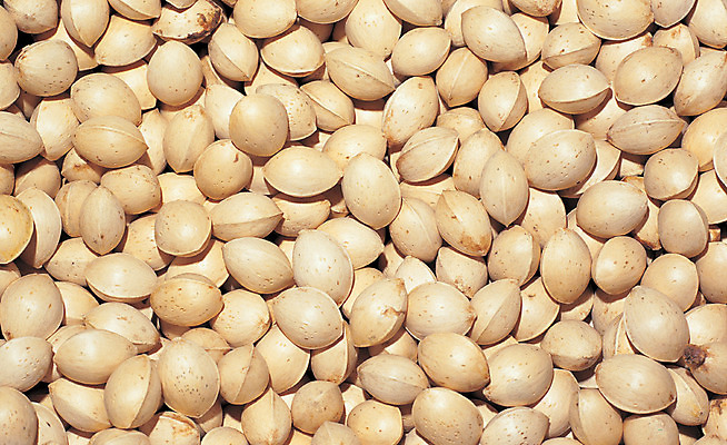 포토 JPG 열매 음식 다수 백그라운드 식재료 재료 씨앗 사람없음 농작물 여러개 견과류 껍질 낟알 절기 알맹이 정월대보름 부럼 은행열매 국내포토 식물 계절 명절 농업 파일형식