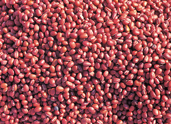 포토 JPG 음식 컬러 다수 백그라운드 식재료 재료 콩 곡류 씨앗 사람없음 빨간색 농작물 여러개 낟알 알맹이 잡곡 팥 국내포토 식물 농업 파일형식