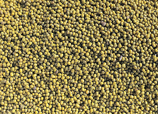 포토 JPG 음식 컬러 다수 백그라운드 식재료 재료 콩 곡류 씨앗 사람없음 초록색 농작물 여러개 낟알 알맹이 잡곡 녹두 국내포토 식물 농업 파일형식