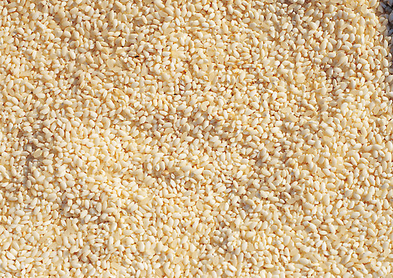 포토 JPG 음식 다수 백그라운드 식재료 재료 곡류 씨앗 사람없음 농작물 여러개 쌀 낟알 알맹이 잡곡 찹쌀 국내포토 식물 농업 파일형식