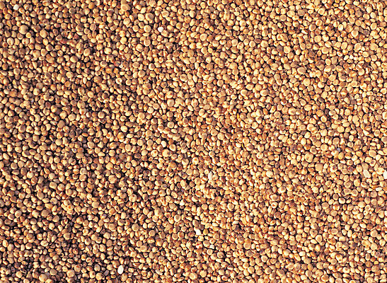 포토 JPG 음식 컬러 다수 백그라운드 식재료 재료 곡류 씨앗 사람없음 농작물 갈색 여러개 낟알 알맹이 잡곡 수수 국내포토 식물 농업 파일형식