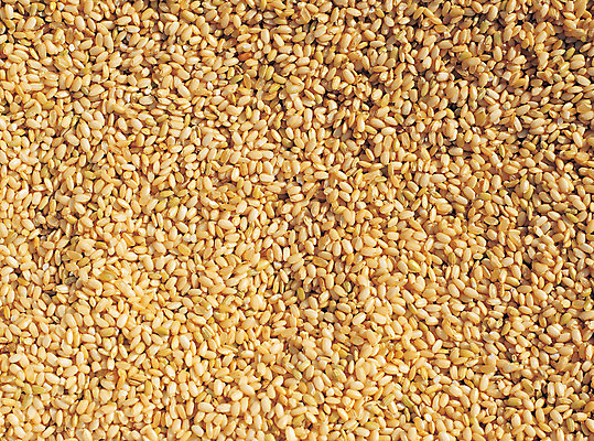 포토 JPG 음식 컬러 다수 백그라운드 식재료 재료 곡류 씨앗 사람없음 농작물 노란색 여러개 쌀 낟알 알맹이 잡곡 현미 국내포토 식물 농업 파일형식