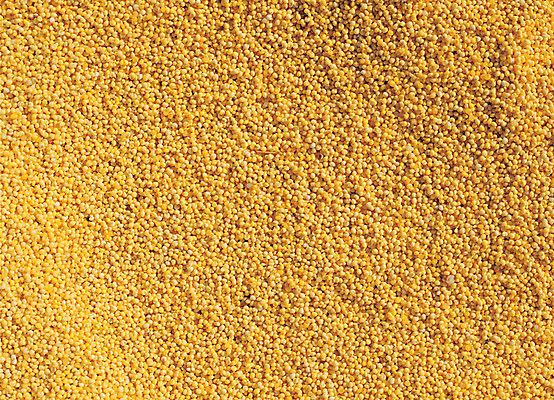 포토 JPG 음식 컬러 다수 백그라운드 식재료 재료 곡류 씨앗 사람없음 농작물 노란색 여러개 낟알 알맹이 잡곡 국내포토 식물 농업 파일형식