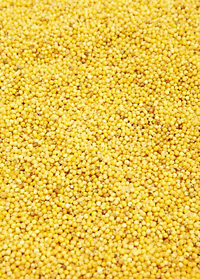 포토 JPG 스튜디오촬영 음식 백그라운드 식재료 곡류 실내 사람없음 농작물 노란색 낟알 알맹이 잡곡 조 좁쌀 국내포토 컬러 농업 내부 쌀 파일형식