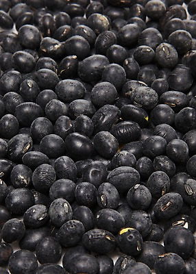 포토 JPG 스튜디오촬영 음식 백그라운드 식재료 콩 곡류 실내 사람없음 농작물 검은색 낟알 알맹이 잡곡 검은콩 검정콩 국내포토 컬러 농업 내부 파일형식