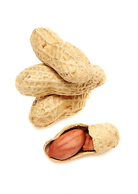 포토 JPG 스튜디오촬영 열매 음식 다수 식재료 실내 누끼 사람없음 농작물 여러개 견과류 껍질 절기 알맹이 땅콩 정월대보름 부럼 국내포토 식물 계절 명절 농업 내부 파일형식