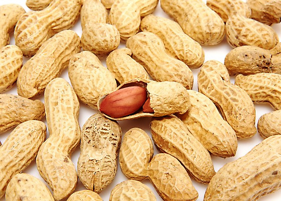 포토 JPG 스튜디오촬영 열매 음식 다수 백그라운드 식재료 실내 사람없음 농작물 여러개 견과류 껍질 절기 알맹이 땅콩 정월대보름 부럼 국내포토 식물 계절 명절 농업 내부 파일형식