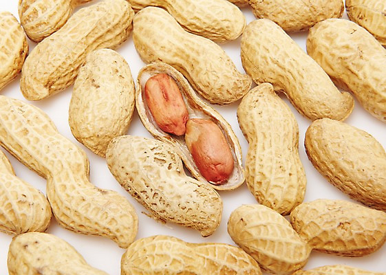 포토 JPG 스튜디오촬영 열매 음식 다수 백그라운드 식재료 실내 사람없음 농작물 여러개 견과류 껍질 절기 알맹이 땅콩 정월대보름 부럼 국내포토 식물 계절 명절 농업 내부 파일형식