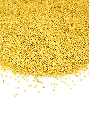 포토 JPG 스튜디오촬영 음식 백그라운드 식재료 곡류 실내 사람없음 농작물 노란색 낟알 알맹이 잡곡 조 좁쌀 국내포토 컬러 농업 내부 쌀 파일형식
