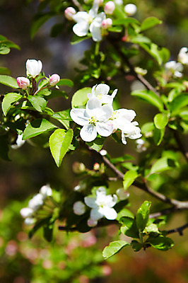 포토 JPG 나무 식물 꽃 자연 꽃나무 풍경 사람없음 야외 나뭇가지 사과꽃 국내포토 생태계 파일형식