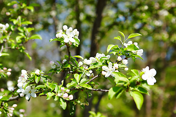포토 JPG 나무 식물 꽃 자연 꽃나무 풍경 사람없음 야외 나뭇가지 사과꽃 국내포토 생태계 파일형식
