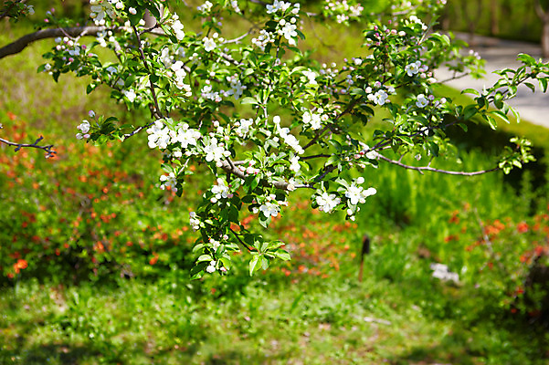 포토 JPG 나무 식물 꽃 자연 꽃나무 풍경 사람없음 야외 흰색 나뭇가지 풀 사과꽃 국내포토 컬러 생태계 파일형식