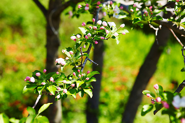 포토 JPG 나무 식물 꽃 분홍색 자연 꽃나무 풍경 사람없음 야외 나뭇가지 사과꽃 국내포토 컬러 생태계 파일형식