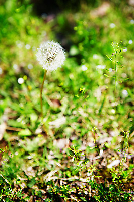 포토 JPG 식물 자연 씨앗 풍경 사람없음 야외 풀 민들레 민들레홀씨 솜털 국내포토 꽃 생태계 파일형식