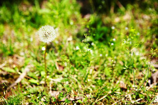 포토 JPG 식물 자연 씨앗 풍경 사람없음 야외 풀 민들레 민들레홀씨 솜털 국내포토 꽃 생태계 파일형식